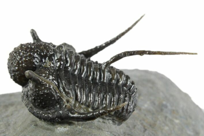 Bumpy Cyphaspis Trilobite - Top Quality Specimen #350492